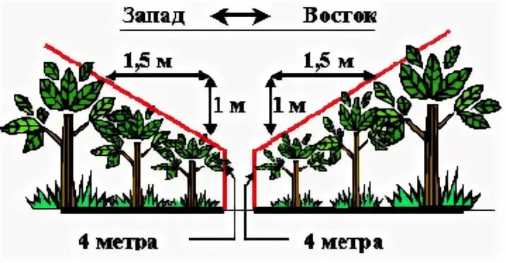 Кустарники на каком расстоянии от забора. Посадка деревьев на участке нормы. нормы высадки деревьев и кустарников от забора соседа. нормы посадки деревьев и кустарников на участке. нормы посадки кустарника от деревьев.