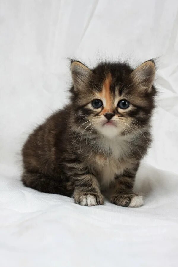 средний котенок. среднего котенка. маленькие котятки. большой имвленький котенок. очень маленькие котята.