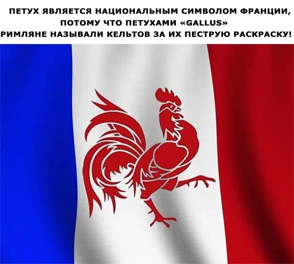 Как называют знак французы. Галльский петух символ Франции. Неофициальный символ Франции галльский петух. Галльский петух символ Франции герб. Национальный символ Франции.