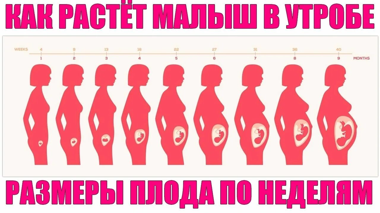 Состояние женщины по неделям беременности. Эмбрион по неделям беременности. размер по эмбриональным неделям. беременность изменения по неделям. недели беременности по месяцам таблица.
