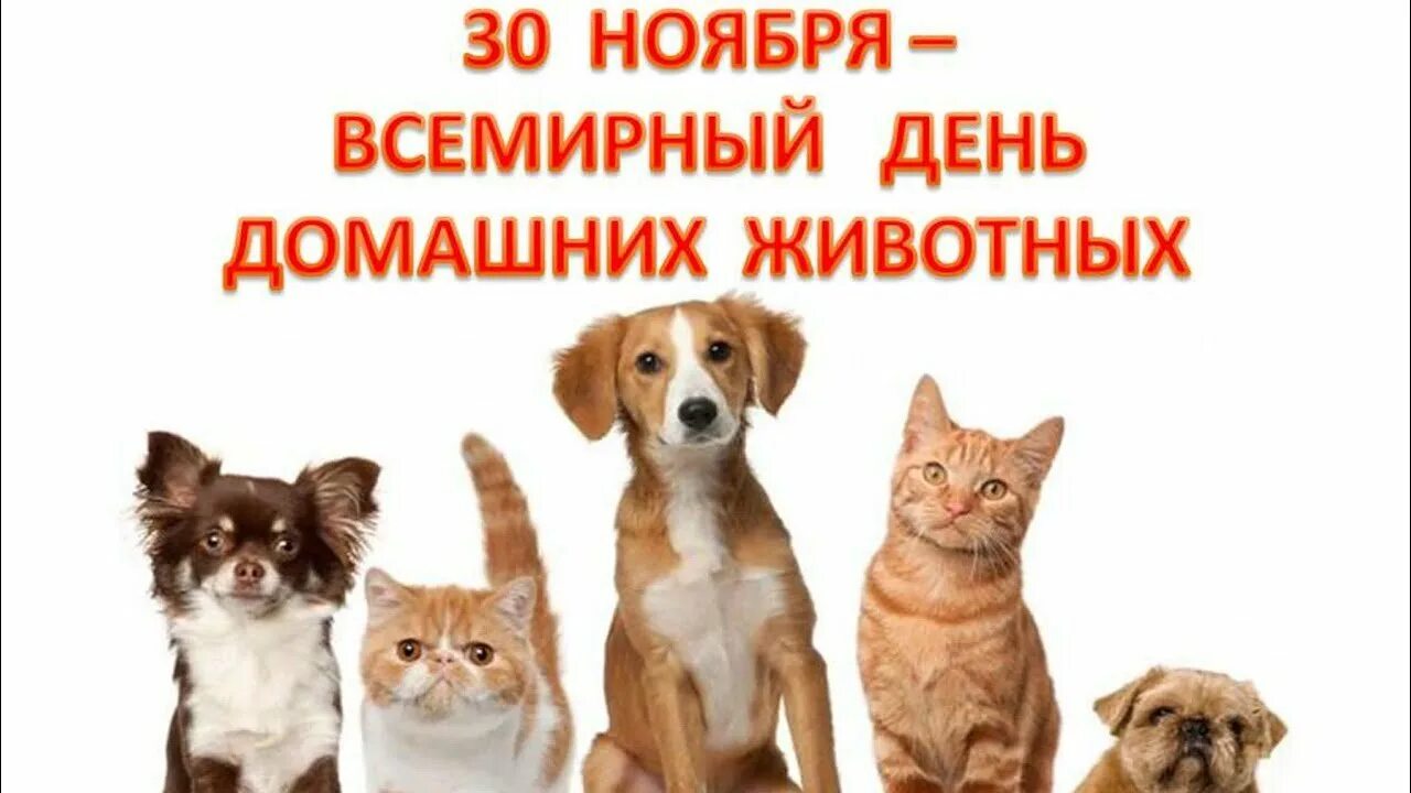 30 ноября день животных. День домашних животных.