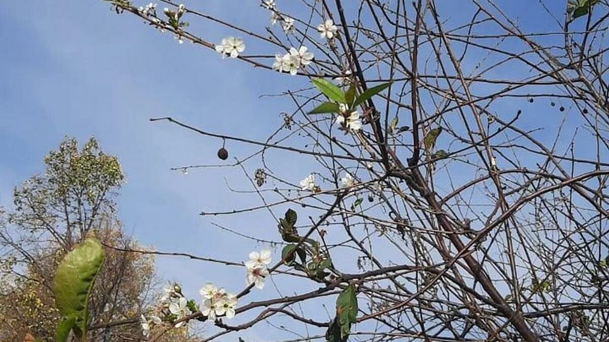 Почему после цветения вишня. Вишня цветёт в марте?. Начало цветения вишни. Вишня цветёт осенью.
