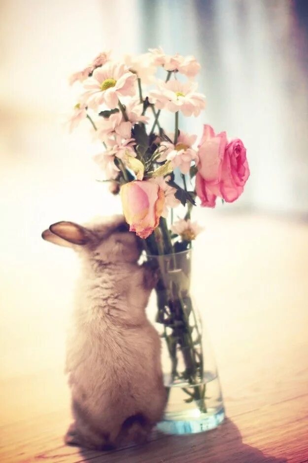 Сидит перед цветами. Милые цветы. Кролик с цветами. Кролик в цветах. Животные с цветами.