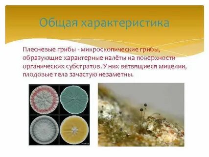Известные плесневые грибы