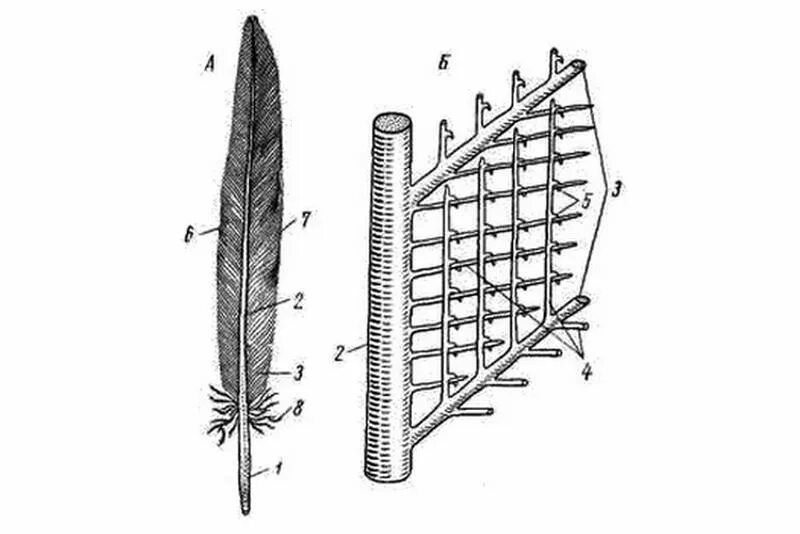 Строение опахала пера. Строение опахала пера птицы. Схема строения опахала контурного пера. Строение опахала контурного пера птицы. Стержень пера птицы