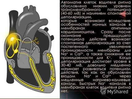 Автоматия сердца обусловлена
