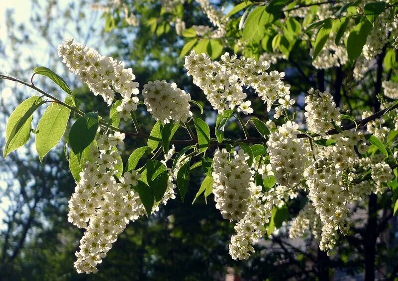 расцвела черемуха душистая слушать. расцвела черемуха душистая слушать. черёмуха душистая дерево. и сердце девичье навек доверила когда в саду черемуха цвела. белая черемушка.