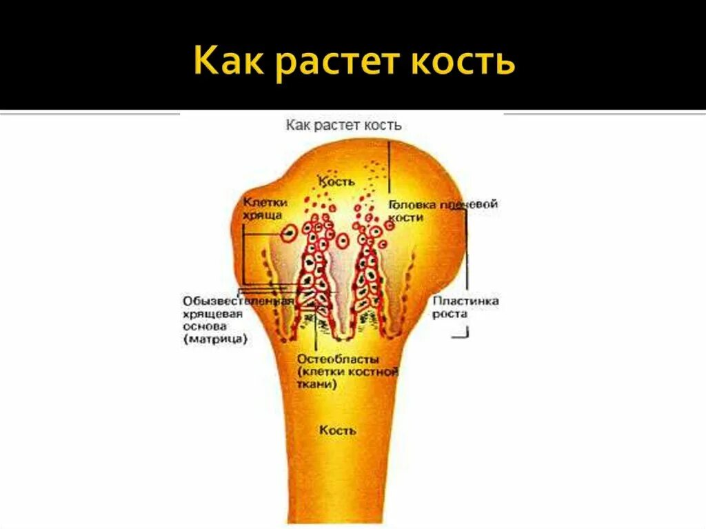 Почему кости растут. Как растет кость. Рост костей. Кость в ширину растет.