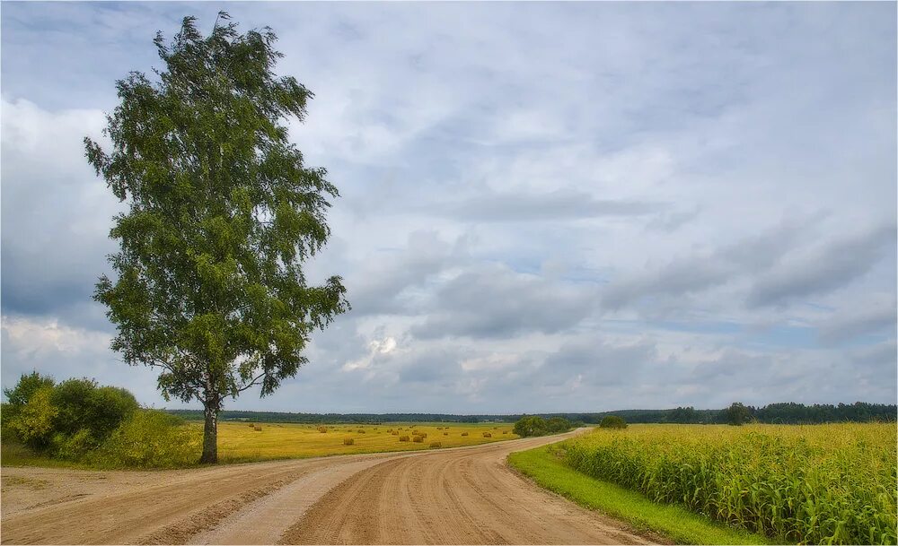 Березы вдоль дороги. Береза в поле. Березы дорога. Береза у дороги. Вырасти у дороги