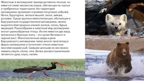 Какой заповедник создан для сохранения соболя