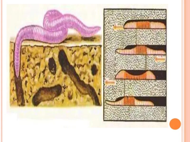Развитие с метаморфозом дождевой червь. Дождевые черви регенерируют. Регенерация земляного червяка. Регенерация дождевого червя. Регенерация дождевых червей.