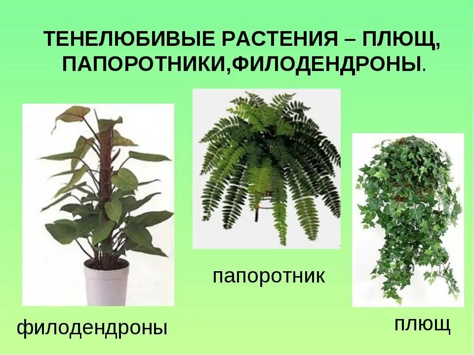 Светолюбивые и тенелюбивые растения. Светолюбивые комнатные цветы. Не светолюбивые комнатные растения. Светолюбивые и тенелюбивые. Светолюбивые тенелюбивые теневыносливые растения.