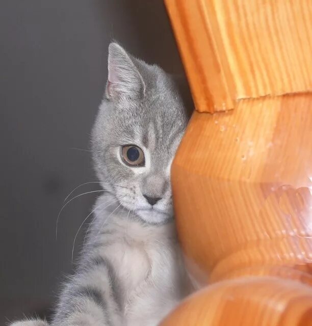 котенок отвернулся. шотландская вислоухая кошка серая. грустный котик. обиженный котик. жалобный котик.