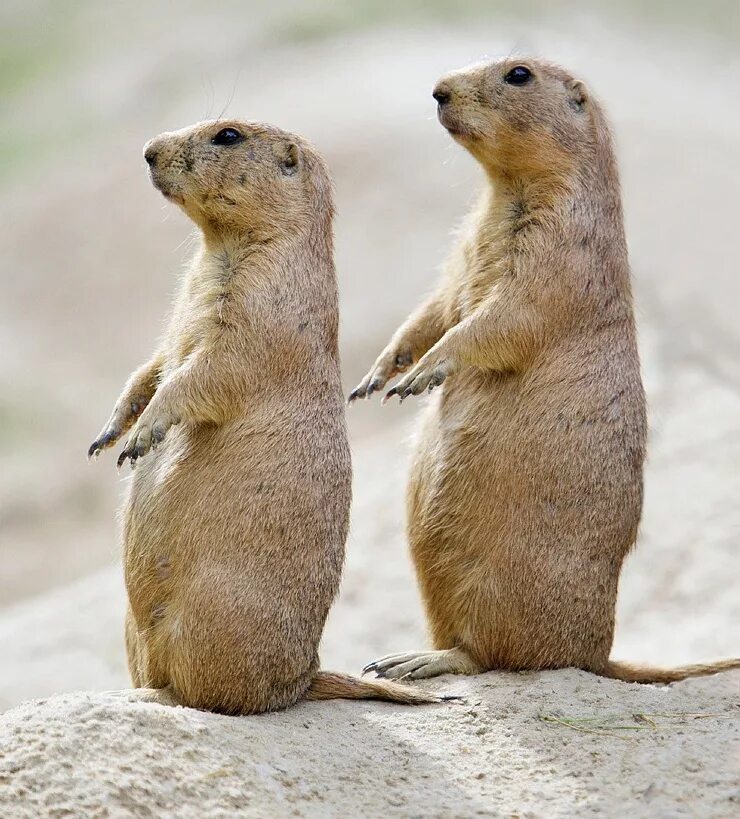 животные танцуют поют. животные танцуют поют. смешной бегемот. эллен ван дилен. танцы животные.