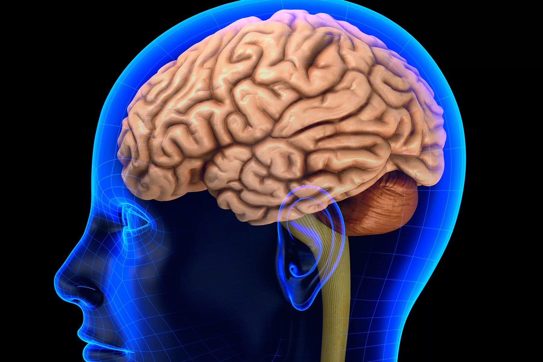 Brain g. Головной мозг. Фотография головного мозга. Мозг в голове.