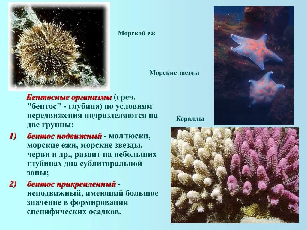 Группа морских организмов обитающих на дне океана. Бентос морской еж. Морской гребешок это бентос. Диатомеи бентос. Бентос организмы.