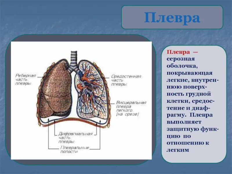 Картинки ПЛЕВРА ФУНКЦИИ
