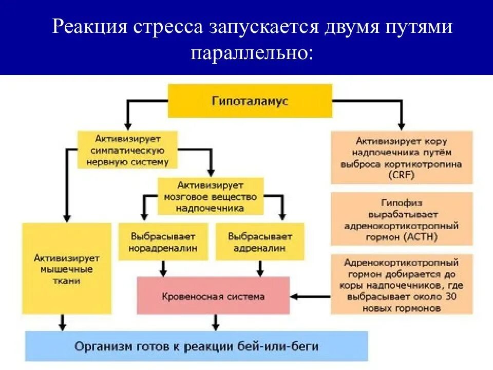 Гормоны принимают участие в. Гормоны, участвующие в реализации стресс-реакции. Механизм возникновения стресса. Схема возникновения стресса. Гормоны адаптационного действия.