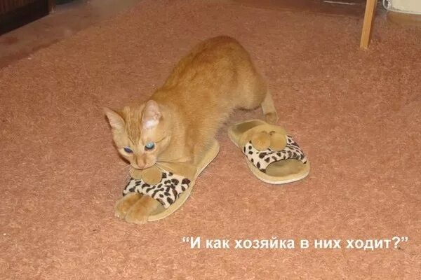 Где находится тапок