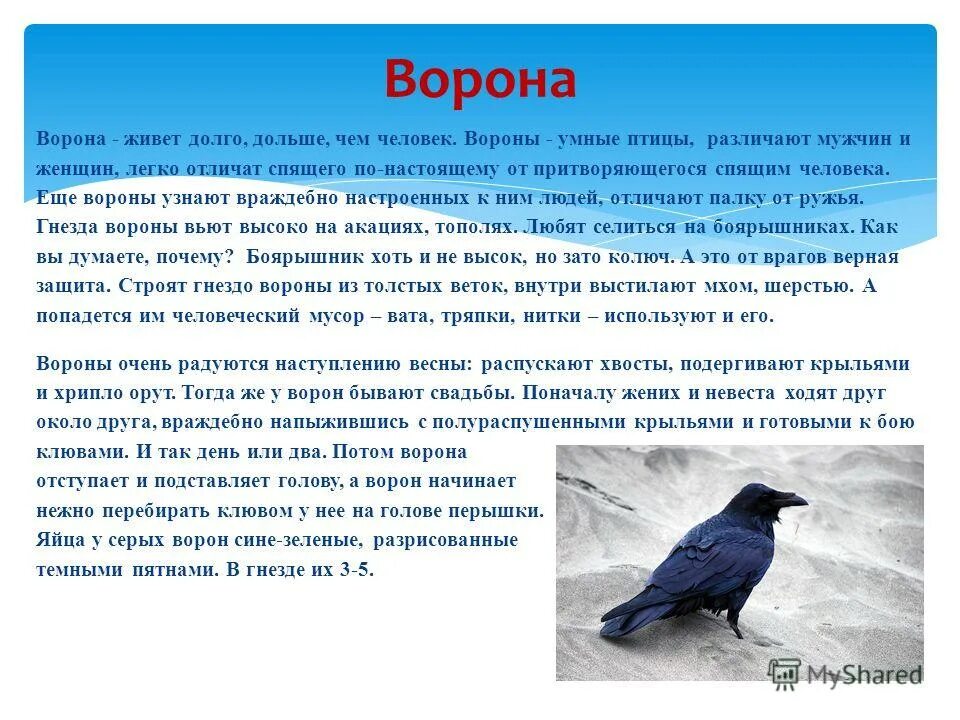 Доклад на тему класс птицы. Ворона описание птицы для детей. Описание вороны. Рассказ о вороне. Ворона рассказ.