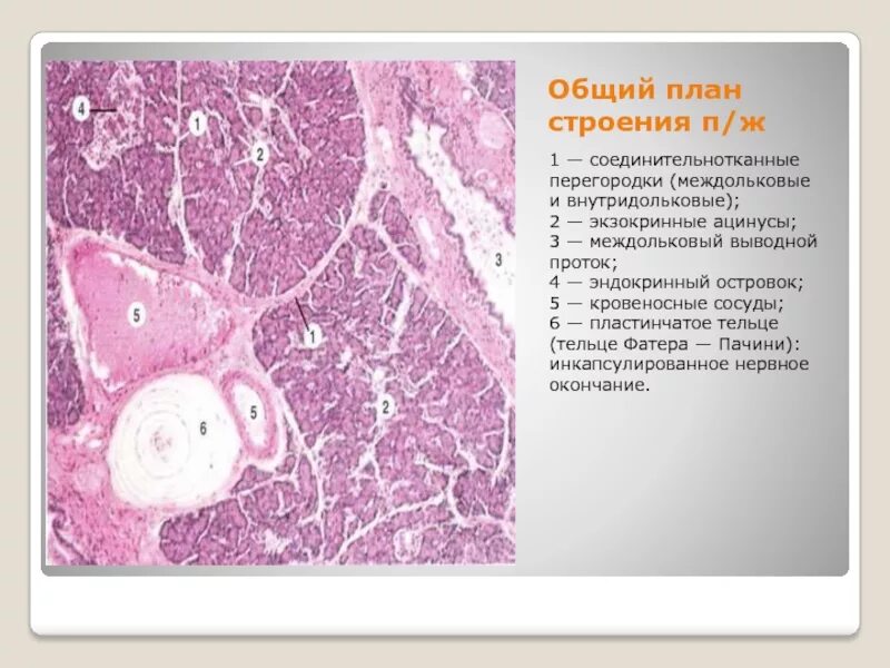 Тельце фатер Пачини гистология. Пластинчатое тельце. Междольковая соединительная ткань. Междольковые и внутридольковые желчные протоки. Тельца фатера