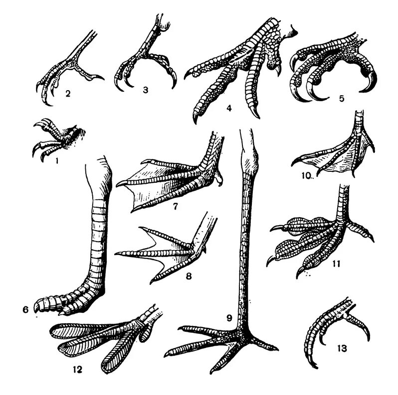 Строение лапы курицы. Строение ноги птицы. Формы лап птиц. Типы ног у птиц. Строение лапок