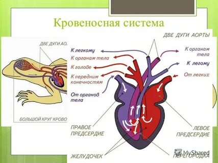 Круги кровообращения змеи