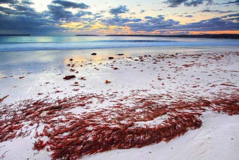 Водоросли красный прилив. Красные приливы флорида. Красные водоросли черного моря. Красные приливы флорида. Красные приливы в мировом океане.