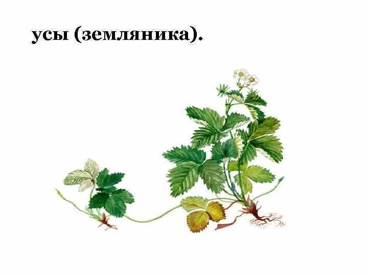 Садовую землянику размножают с помощью надземных