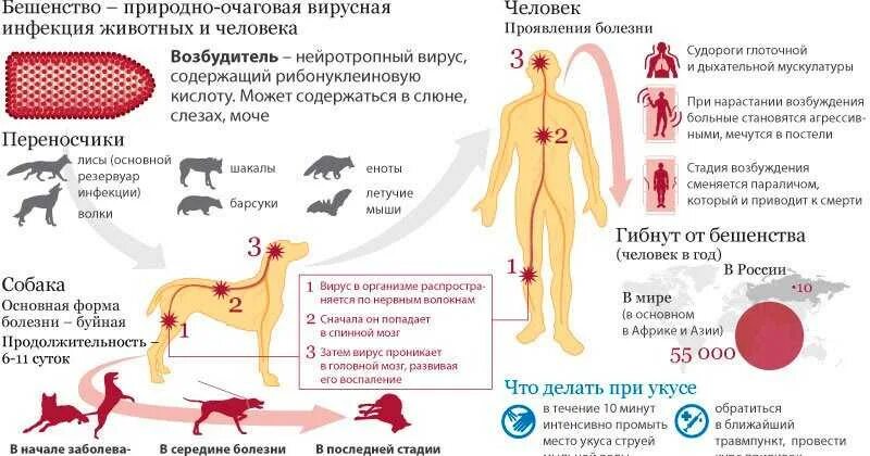 Боли при бешенстве. Профилактика бешенства. Симптомы бешенства у человека.