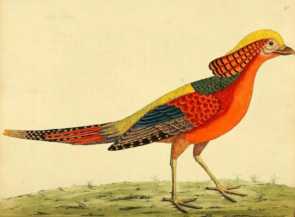 Птица история. Птица в Illustrator. Bird illustration. Plucked Bird illustration. Biodiversity Heritage Library.
