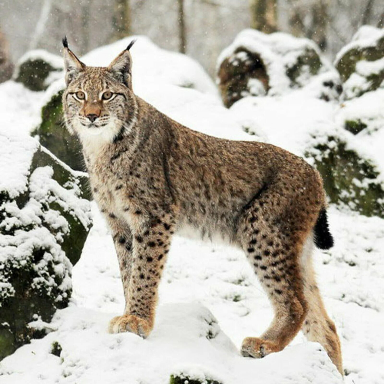 Рысь - Lynx Lynx (Linnaeus, 1758). Сибирская Рысь. Восточно Сибирская Рысь. Таежная Рысь.
