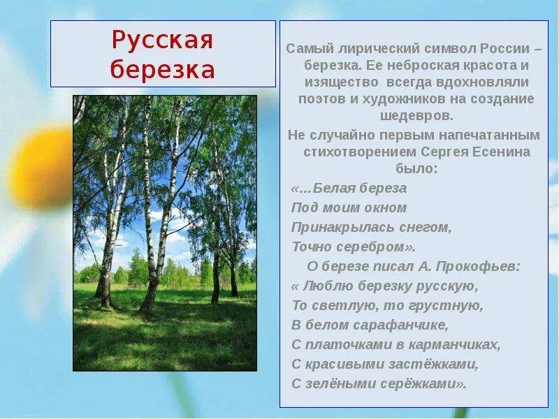 Русская березка стихотворение. Береза символ России. Символы россииереза. Символы русской культуры береза. Береза символ оусскц культуры.