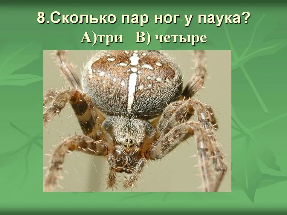 Количество ног у паукообразных. Сколько ног у паука. ноги пауков. ноги у паукообразных. у пауков 8 ног.