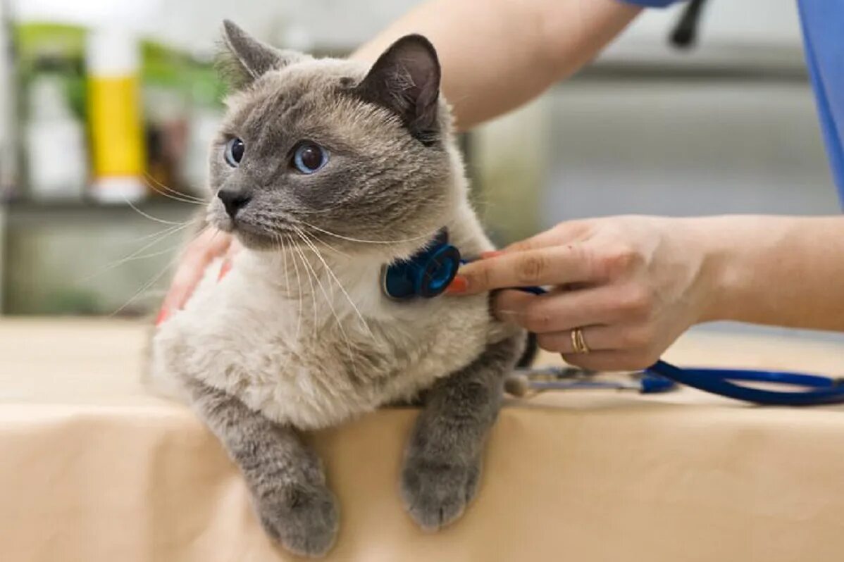 препарат для глистогонки котят. паразиты у котенка после глистогонки. глистогонные таблетки для кошек. кот спит на спине раскинув лапы. кот после глистогонки.