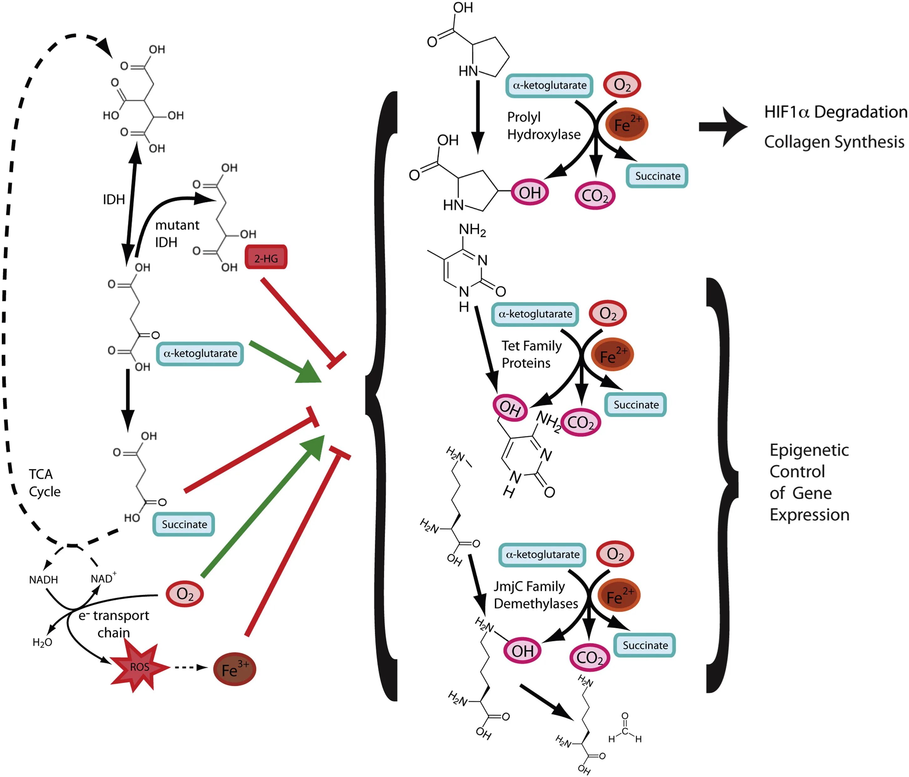 Синтез коллагена биохимия. Синтез коллагена схема. Synthesis of Collagen. Рисунок Синтез коллагена.