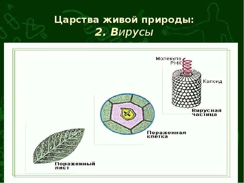 Царства живых организмов вирусы. Царство вирусы. Представители царства вирусов. Царства вирусы биология.