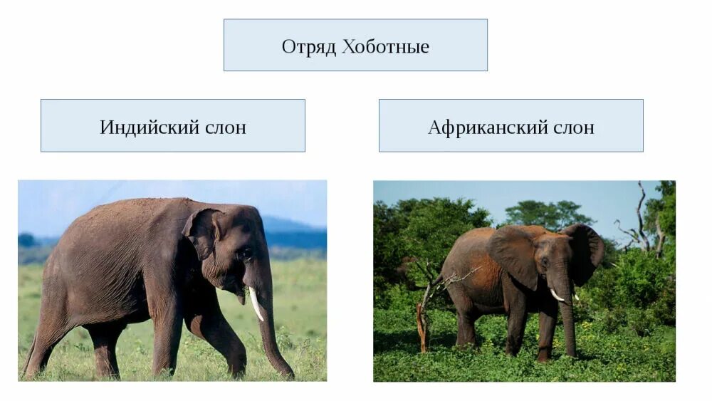 Признаки хоботных млекопитающих
