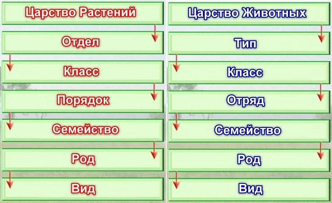 Список слов и словосочетаний царство тип класс. Царство Тип класс отряд семейство род вид. Растения царство отдел класс порядок семейство род вид. Царство вид класс отряд семейство род растений. Тип класс отряд семейство род вид по порядку.