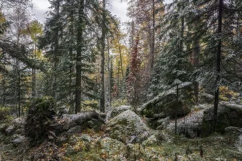 Тайга внутри