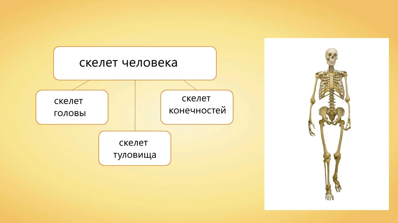 Туловищный отдел скелета. Скелет туловища скелет конечностей. Осевой отдел скелета. Осевой скелет и добавочный скелет человека. Осевой скелет анатомия.