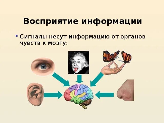 Органы чувств воспринимают информацию. Восприятие информации. Восприятие информации органами чувств. Способы восприятия информации. Каналы восприятия информации.