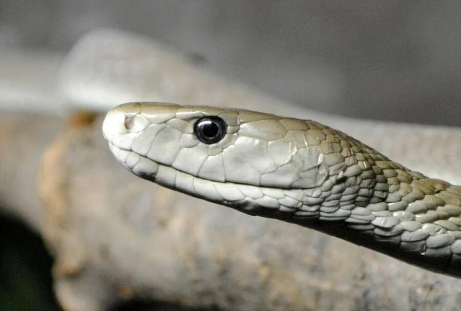 Змея кобра королевская. Голов змеи. Глаза королевской кобры. Королевская кобра гамадриад. Реснитчатая гадюка.