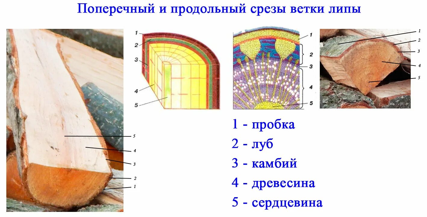 Поперечный и продольный срез. Продольно-поперечный срез древесного стебля. Поперечный и продольный срез ветки липы. Строение стебля древесина Луб. Поперечный и продольный срез ветки.