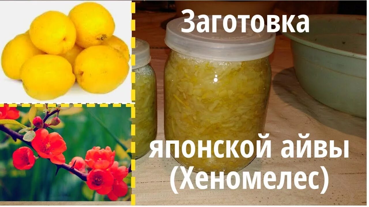 Как сохранить айву на зиму
