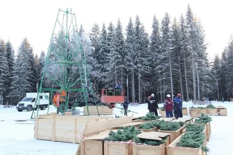 Поставить елку 24 декабря