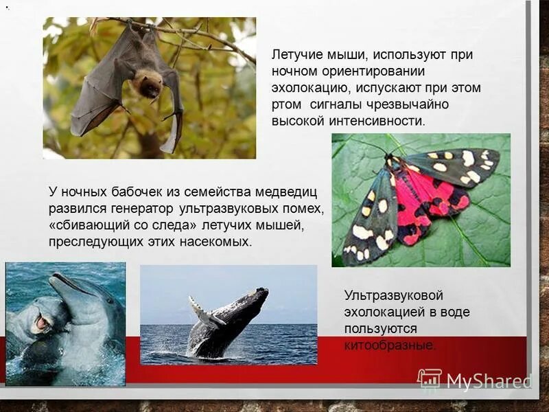 Эхолокация летучей мыши и дельфина. Животные с эхолокацией. Дельфины летучие мыши для обнаружения добычи используют. Ультразвук в живой природе физика. Ультразвук и инфразвук в природе.