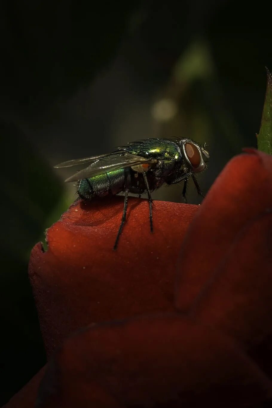 Fly green. Муха навозная зеленая. Муха падальница. Люцилия Муха. Муха Грин Флай.