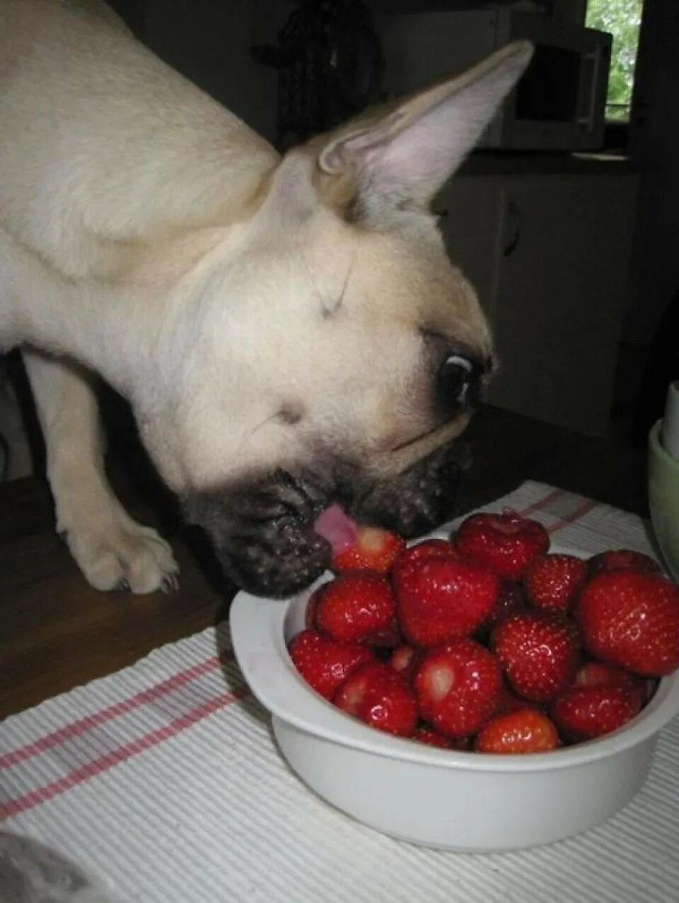 Какое животное ест собак