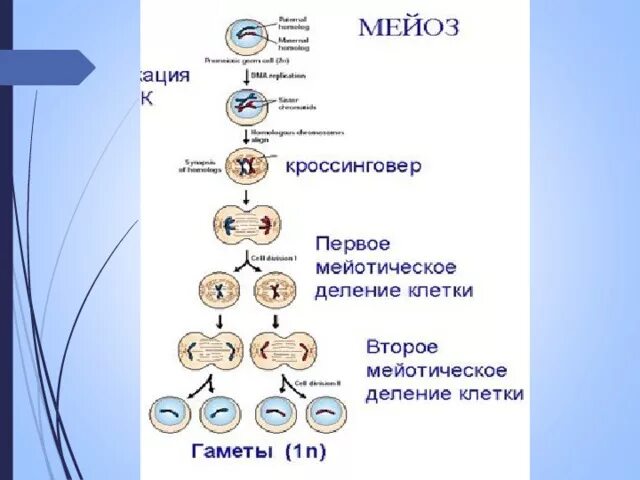 Результатом мейоза является. Мейоз 10 класс биология. Образование половых клеток.мейоз 10 класс. Мейоз 1 кроссинговер. Кроссинговер в мейозе.